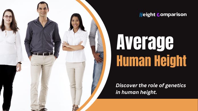 average human height