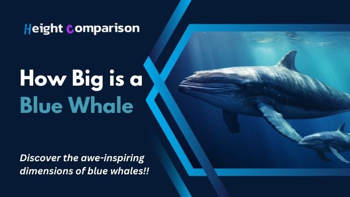 how big is a blue whale