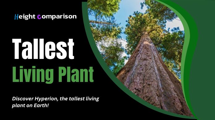 tallest living plant