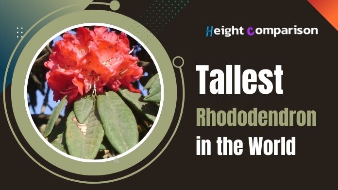 tallest rhododendron in the world
